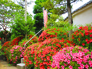 初夏の風景その1